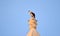 White Stork, Ciconia ciconia, balancing and resting on top of a tall Catholic Church bell tower