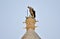 White Stork, Ciconia ciconia, balancing and resting on top of a tall Catholic Church bell tower