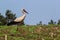 White stork, Ciconia ciconia bird is hunting on grassy swamp