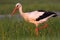 White stork, Ciconia ciconia bird is hunting on swamp