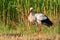 White stork, Ciconia ciconia. The bird is walking in the meadow. Dawn. The oblique rays of the sun nicely illuminate the model