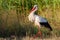 White stork, Ciconia ciconia. The bird is walking in the meadow. Dawn. The oblique rays of the sun nicely illuminate the model