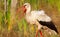 White stork, Ciconia ciconia. Close-up. A bird walks through the meadow in search of food. Dawn illuminates the model with warm