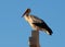 White Stork Or Ciconia Ciconia On Cross In Portugal