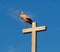 White Stork Or Ciconia Ciconia On Cross In Portugal