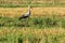 White stork, Ciconia ciconia, family Ciconiidae. Animalia, Chordata, Aves, Ciconiiformes