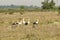 White stork, Ciconia ciconia, family Ciconiidae. Animalia, Chordata, Aves, Ciconiiformes