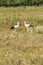 White stork, Ciconia ciconia, family Ciconiidae. Animalia, Chordata, Aves, Ciconiiformes