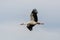 White stork ciconia ciconia in flight, cloudy sky, spread wings