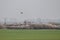 White stork Ciconia ciconia flying over the field and the blossom bushes