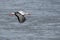 The white stork Ciconia ciconia, flying with widely spread wings above a river. Blue sky. In the Netherlands, Europe.