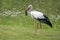 White Stork Ciconia ciconia has caught a mole en plays with it before eating it. Summer meadow. Noord Brabant the Netherlands