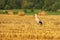 White stork, Ciconia ciconia, on has field surrounded by straw rolls. Stork looking for voles or mice after corn harvest