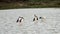 White stork, Ciconia ciconia, on the lake in spring for hunting