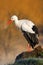 White stork, Ciconia ciconia, on the lake in spring. Stork with open wing. White stork in the nature habitat. Wildlife scene from