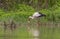 White stork & x28;Ciconia ciconia& x29; is lives near lake and rivers and it is a good hunter.