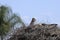 White Stork ciconia ciconia nest, Marrakech, Morocco