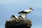 White Stork, Ciconia ciconia, Nest with Two Chicks, Old Rhine Oxbow Nature Preserve near Xanten, Rhineland, Germany