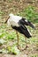 White stork - Ciconia ciconia in outdoors scene