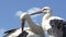 White Stork, ciconia ciconia, Pair Grooming, Alsace in France