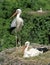 White Stork, ciconia ciconia, Pair standing on Nest