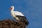 A white stork (ciconia ciconia) perched