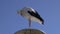 white stork (Ciconia ciconia) on sea beach coast lamp