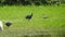 White stork ciconia hunting the fish into the river. White stork walking in greenery.White stork walking on swamp White stork in s