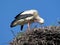 White stork cleaning itself