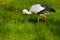 White stork conceptual bird looking something in the grass