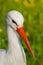 White stork conceptual bird portrait