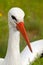 White stork conceptual bird portrait closeup