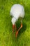 White stork conceptual bird walking toward you