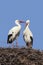 White stork couple