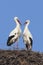 White stork couple