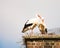 White stork couple in their nest on a chimney