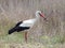 White stork eating an dice snake