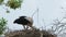 White Stork Eating In The Nest