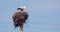 White stork family, Ciconia ciconia, in nest. Adult storks feeding little chicks 4K video