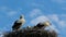 White stork family in nest with blue sky