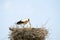 White stork feeding her babies on the nest