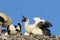 White stork feeding the offspring in the nest