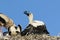 White stork feeding the offspring in the nest