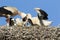 White stork feeding the offspring in the nest