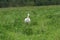 White stork feeding outdoors on clover blooming meadow