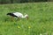 White stork feeding outdoors on clover farm meadow