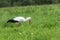 White stork feeding outdoors on clover flowers meadow