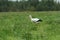 White stork feeding outdoors on clover summer meadow