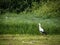 White stork in a field.