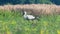 White stork in a field, searching for food